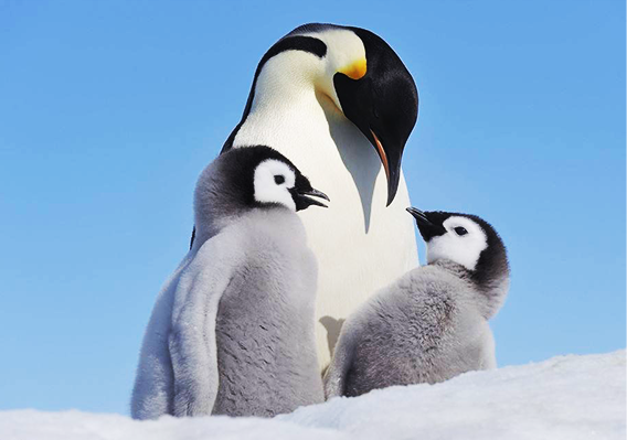 MIG-CL9600 LED Video Wall Controller